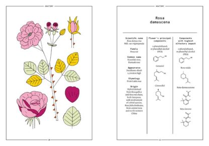 Damask Rose in Perfumery - Collective – Image 2