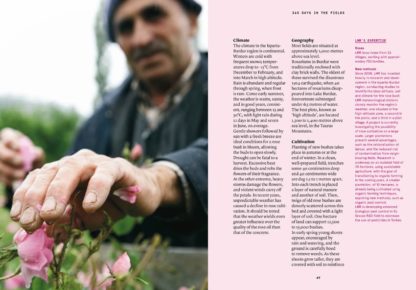 Damask Rose in Perfumery - Collective – Image 5
