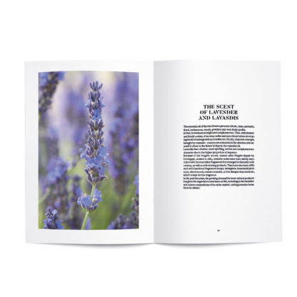 lavender-in-perfumery-en-planche-3