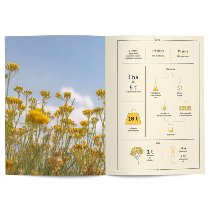 Immortelle in perfumery - Collective – Image 2