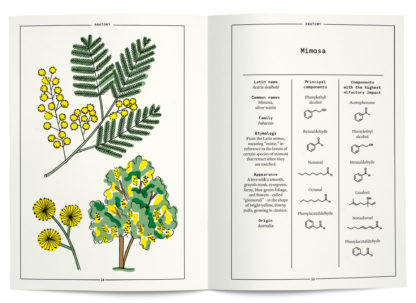 Mimosa in perfumery - Collective – Image 2