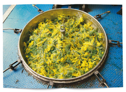 Mimosa in perfumery - Collective – Image 4
