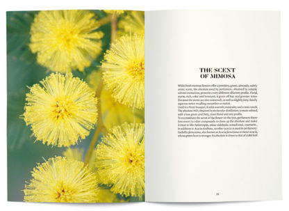 Mimosa in perfumery - Collective – Image 5