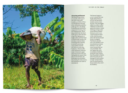 Ylang ylang in perfumery - Collective – Image 3