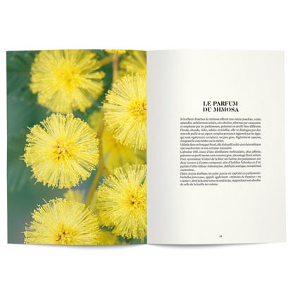 Le Mimosa en parfumerie - Collectif – Image 4