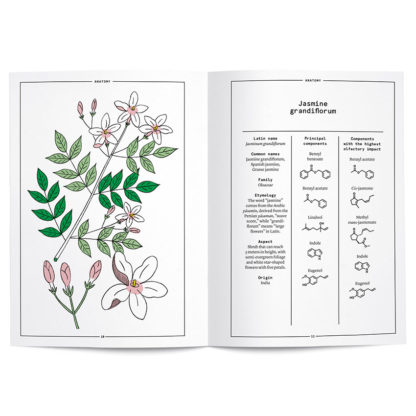 Jasmine grandiflorum in perfumery - Collective – Image 2