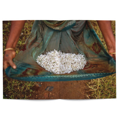 Jasmine grandiflorum in perfumery - Collective – Image 3